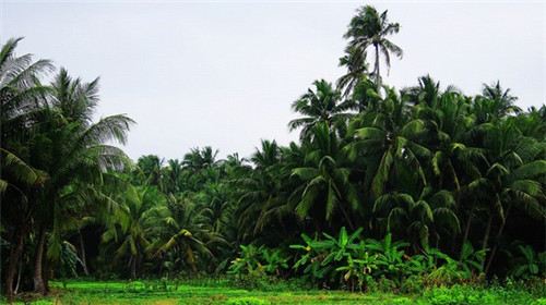 2025万宁兴隆镇房价涨势明显! 2025万宁兴隆镇房价涨势明显!